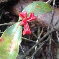 Euonymus walkeri Wight